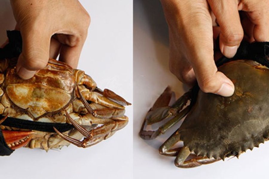 Cách lựa chọn cua tươi ngon